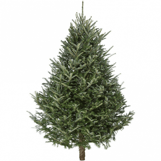 Fraser Fir Non Drop 6-7ft